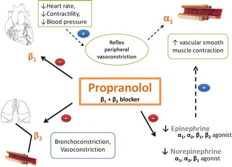 Mechanism of Propranolol