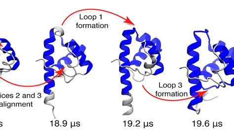 Protein Folding Process