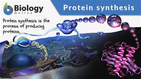 Protein synthesis process