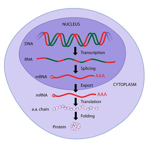 Protein Synthesis