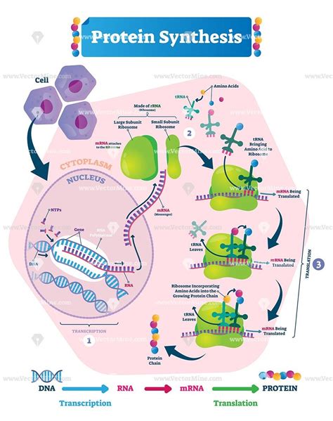 Protein Synthesis