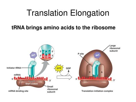 Protein Synthesis Elongation