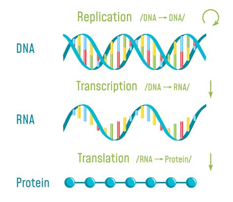 Protein Synthesis Importance