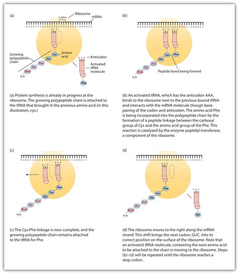 Protein Synthesis Mechanisms