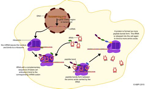 Protein Synthesis Process