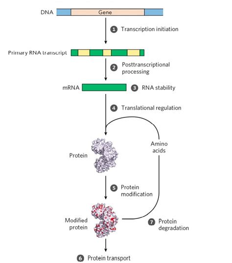 Protein Synthesis Regulation