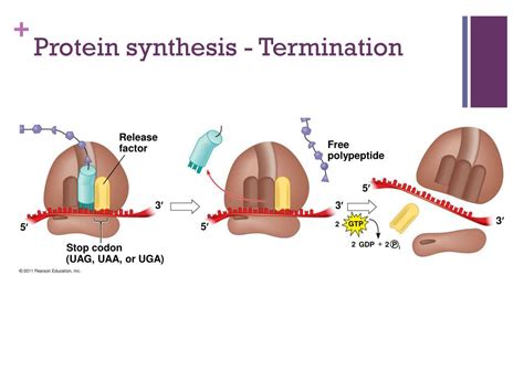 Protein Synthesis Termination