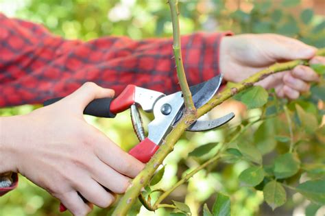 Pruning and Growth in the Christian Life