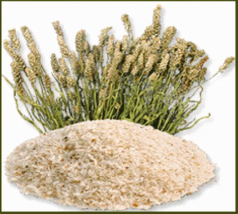 Psyllium husk