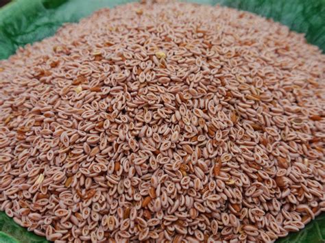 Psyllium seeds