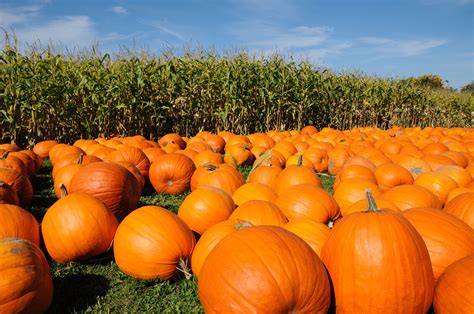 Pumpkin Farm