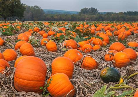 A person farming pumpkins