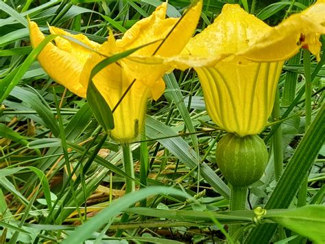 Pumpkin Flower