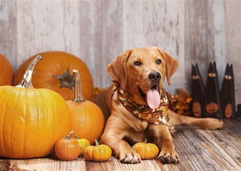 Pumpkin for dogs