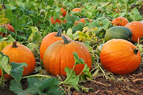 Pumpkin Garden