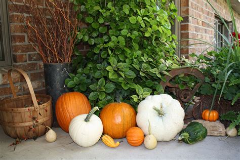 Gardening with pumpkins