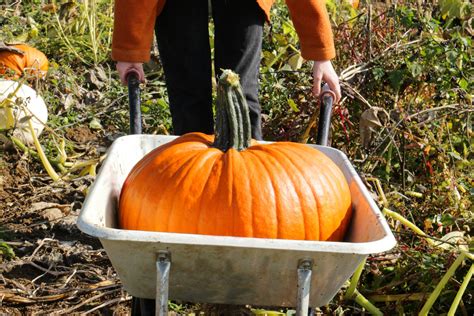 A person harvesting pumpkins