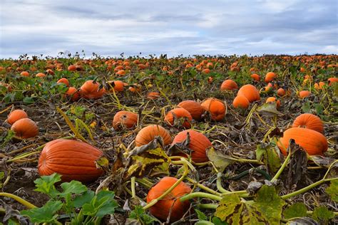 Pumpkin Harvest Time