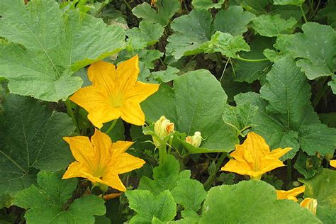 Pumpkin Leaves