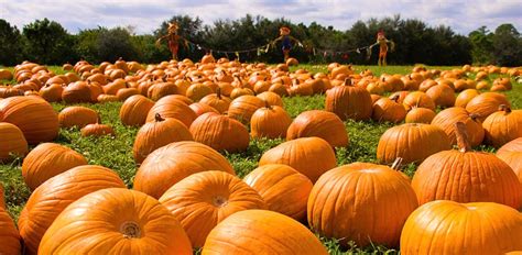 A pumpkin patch with various types of pumpkins