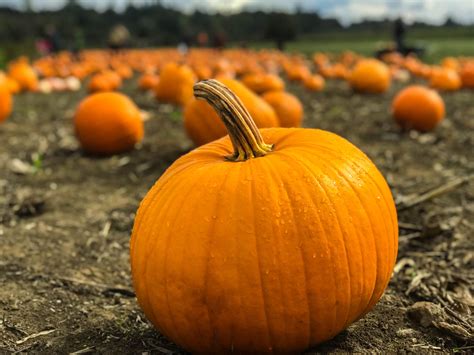 Pumpkin Patch Invitation