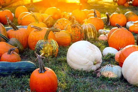 A person having fun at a pumpkin patch