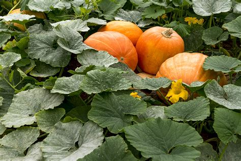 Pumpkin Plant