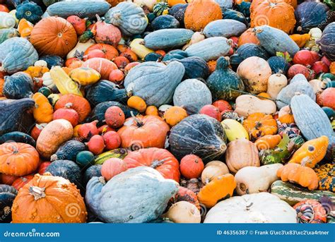 Selecting the right pumpkin for carving