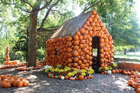 Pumpkins on a farm