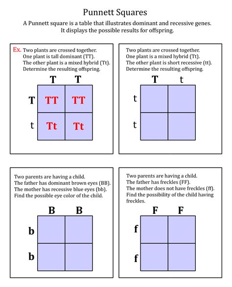 Punnett Square Worksheet Example