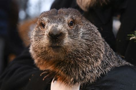 Punxsutawney Reflections