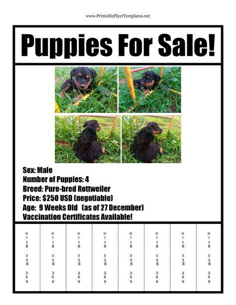 Puppies for Sale Flyer Template Gallery 10