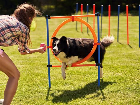 Puppy Agility Training