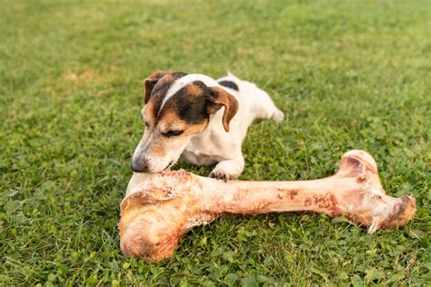 Puppy and bone coloring page