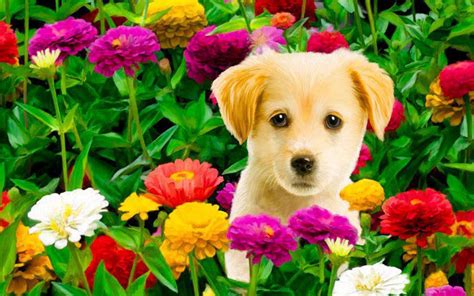 Puppy and flowers coloring page