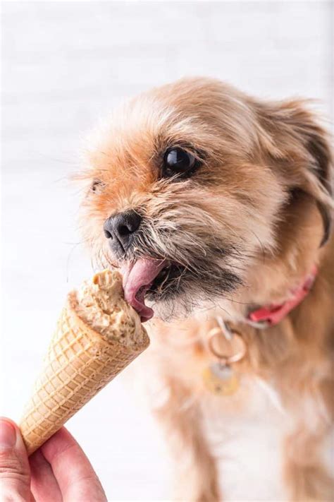 Puppy and ice cream coloring page