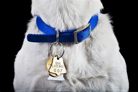 Puppy collar and ID tags