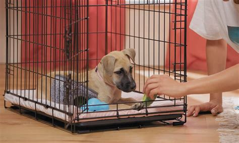 Puppy Crate Training