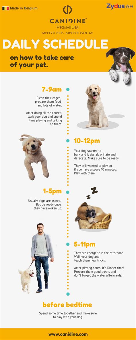 Puppy Daily Routine Gallery Image 2