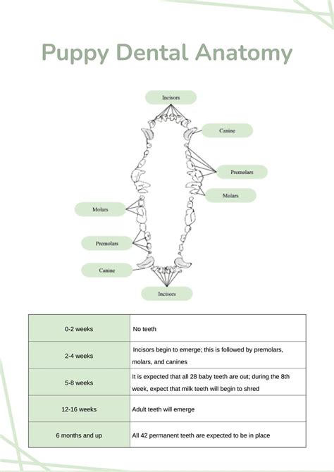 Puppy Dental Care Template