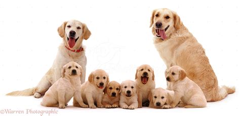 Puppy family coloring page