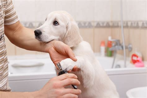 Puppy grooming tools