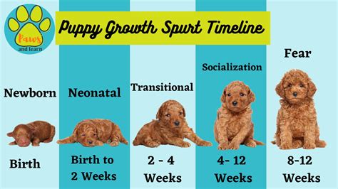 Puppy Growth Analysis