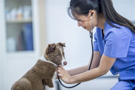 Puppy health maintenance