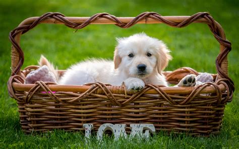 Puppy in a basket coloring page