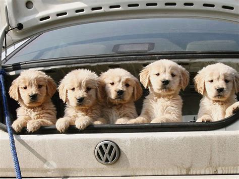 Puppy in a car coloring page