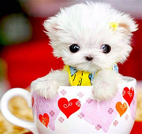 Puppy in a teacup coloring page