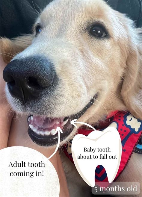 puppy losing baby teeth