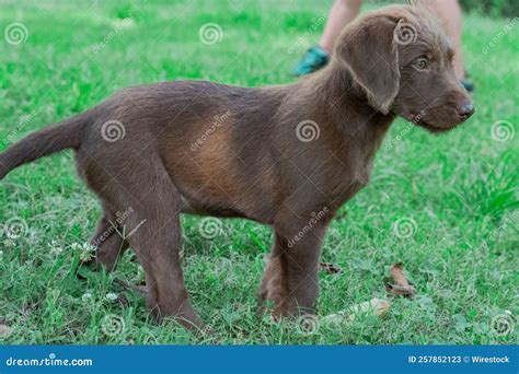 Puppy outdoor essentials