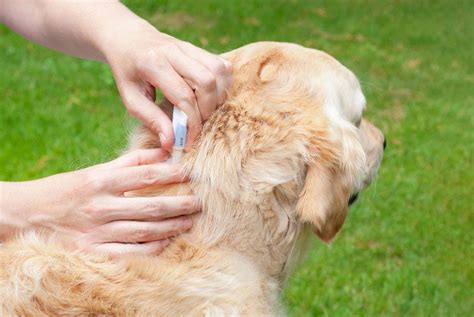 Puppy parasite control